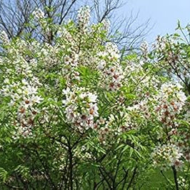 Flower Seeds, Seeds,Seeds For Planting,Plant Seeds