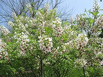 Flower Seeds, Seeds,Seeds For Planting,Plant Seeds