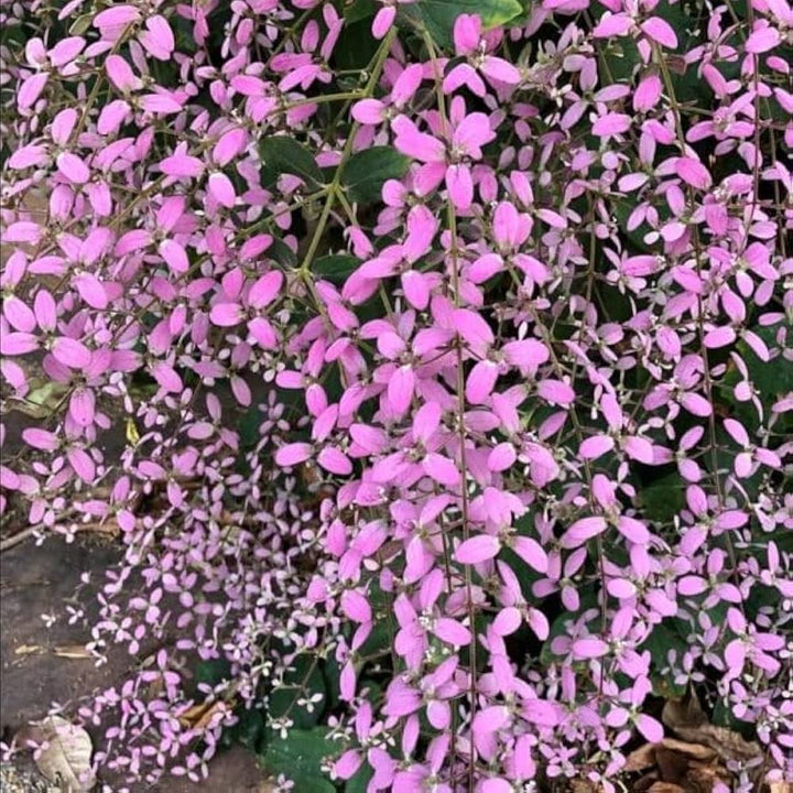 Shower Orchid (Wooly Congea) Flower Seeds for Planting – Heirloom, Non-GMO, High Germination Organic Garden Seeds