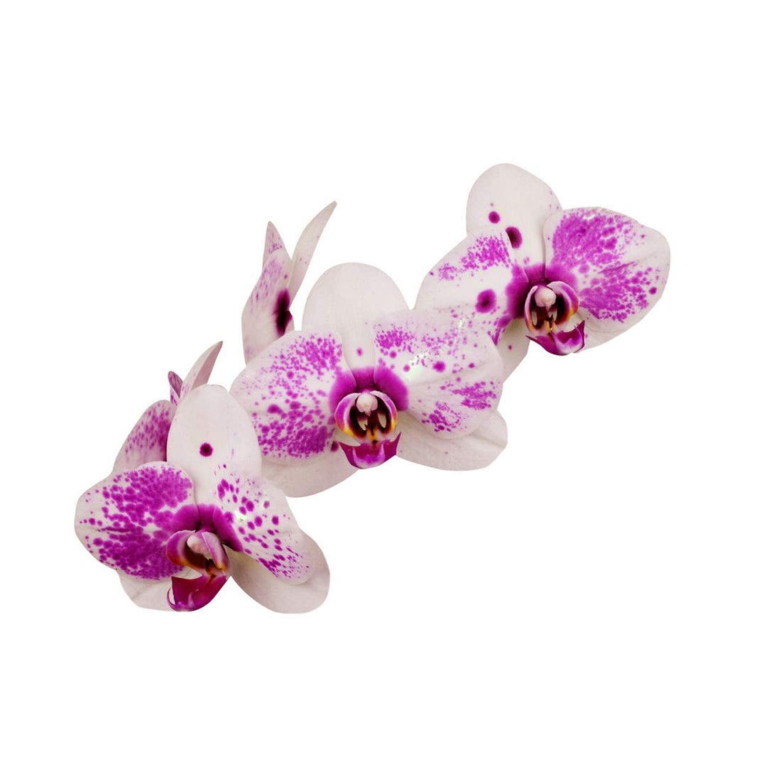 Flower Seeds, Seeds,Seeds For Planting,Plant Seeds