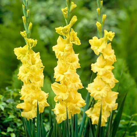 Flower Seeds, Seeds,Seeds For Planting,Plant Seeds