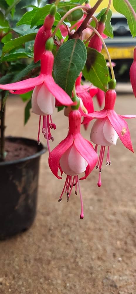 White Pink Fuchsia Flower Seeds for Planting - Heirloom, Non-GMO, High Germination Organic Garden Seeds