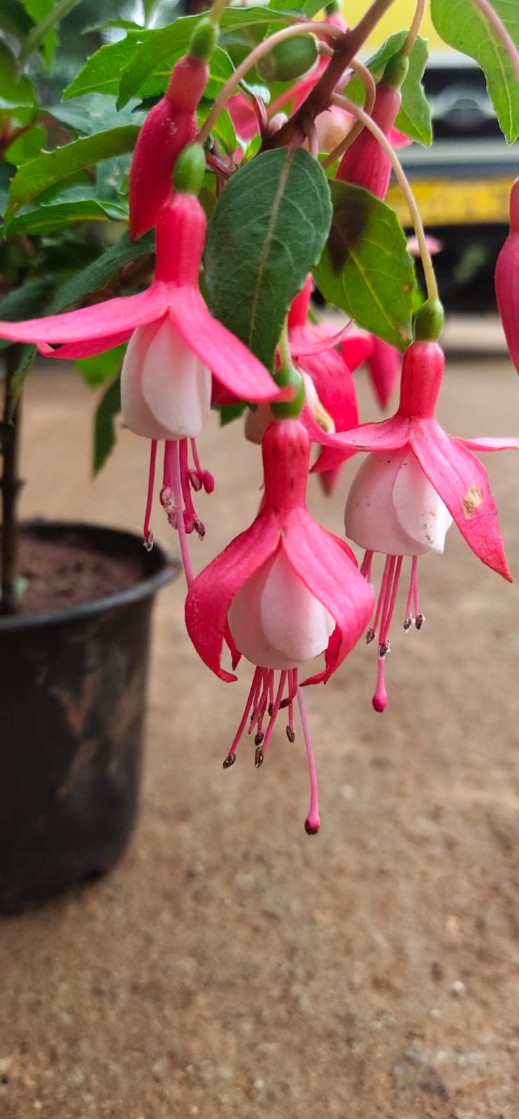 Light Pink Red Fuchsia Flower Seeds for Planting – Heirloom, Non-GMO, High Germination Organic Garden Seeds