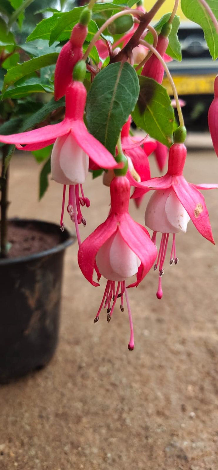Light Pink Red Fuchsia Flower Seeds for Planting – Heirloom, Non-GMO, High Germination Organic Garden Seeds