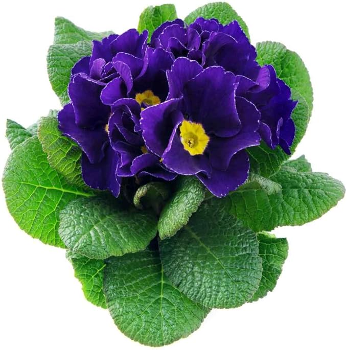 Purple Yellow Primula Malacoides Seeds – Heirloom, Non-GMO, High Germination Seeds for Planting Home Garden
