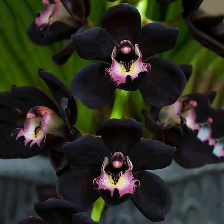 Samen Orchidee Flower Seeds for Planting – Heirloom Non-GMO, High Germination Organic Garden Seeds