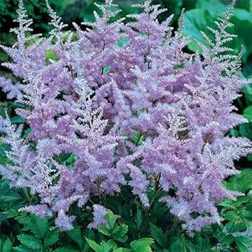 Flower Seeds, Seeds,Seeds For Planting,Plant Seeds