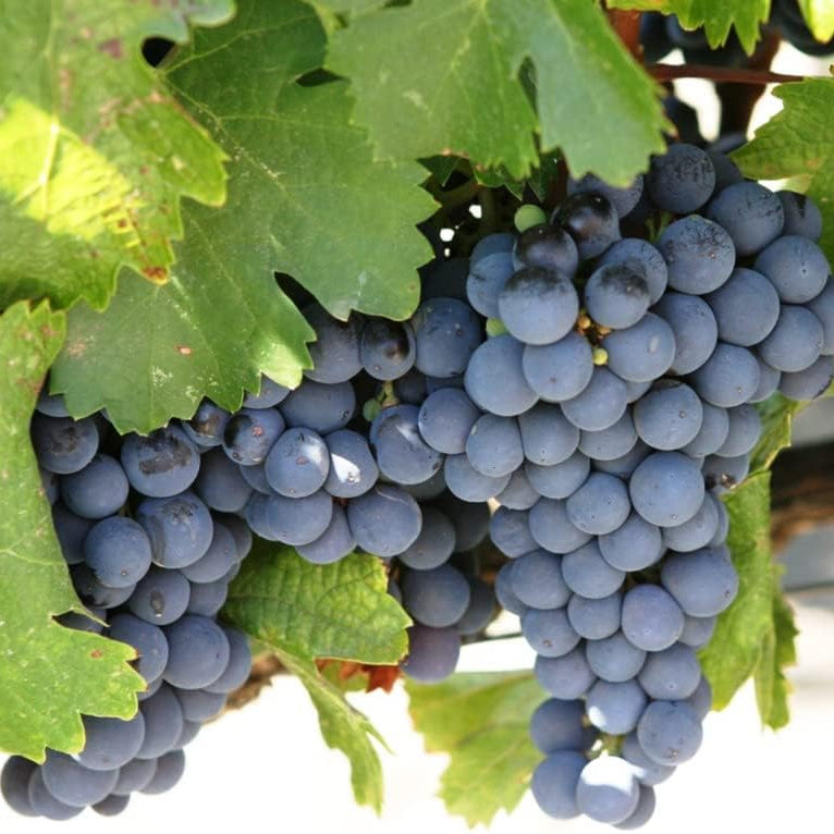 Concord Seedless Grape fruit seeds for planting - Heirloom & Non-GMO Garden seeds, ideal for vineyards