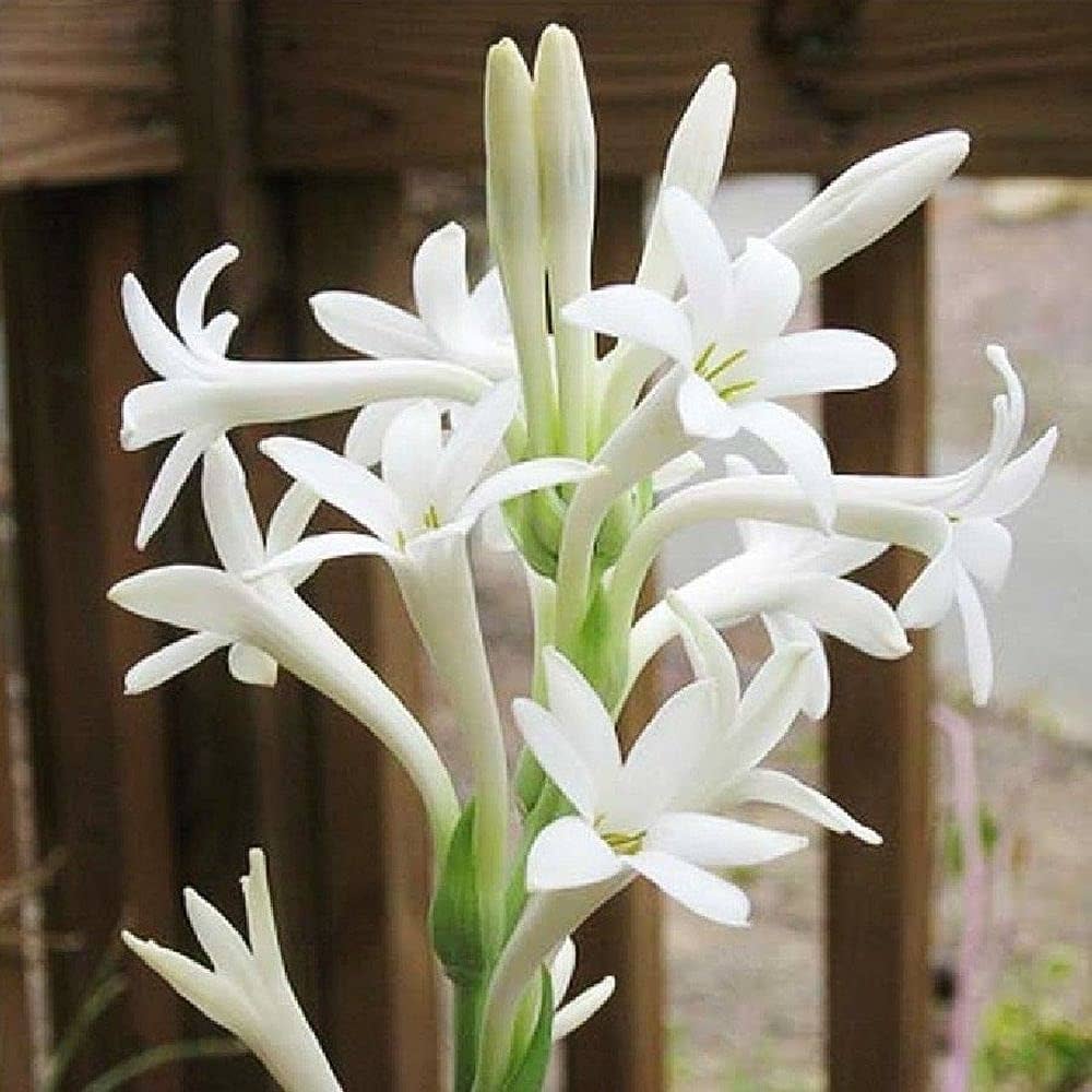 Tuberose Flower Seeds for Planting – Vibrant Colors, Heirloom Non-GMO, High Germination Organic Garden Seeds