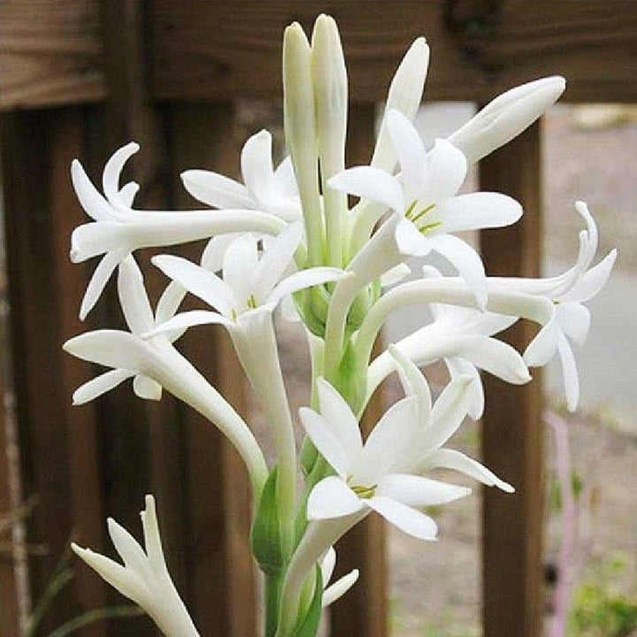 Tuberose Flower Seeds for Planting – Vibrant Colors, Heirloom Non-GMO, High Germination Organic Garden Seeds