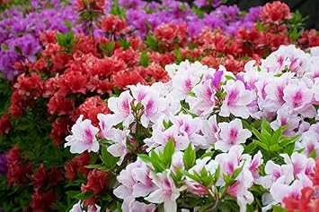 Azalea Flower Seeds Mix for Planting – Heirloom, Non-GMO, High Germination Garden Seeds