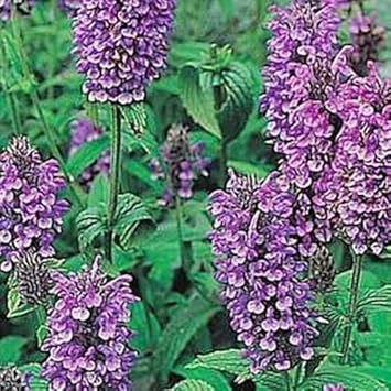 Flower Seeds, Seeds,Seeds For Planting,Plant Seeds