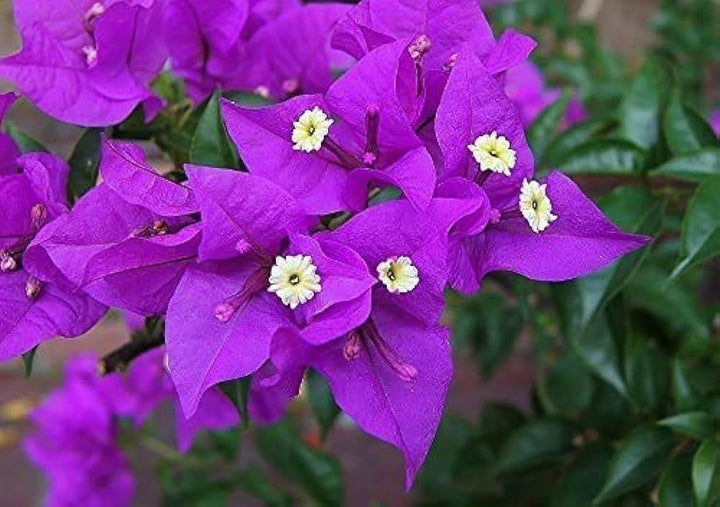 Dark Violet Mini Violet Rare Flower Seeds for Planting – Heirloom, Non-GMO, High Germination