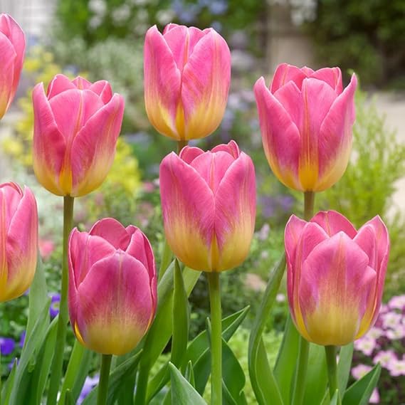 Pink Yellow Tulip Flower Seeds – Heirloom, Non-GMO, High Germination Organic Garden Seeds for Planting