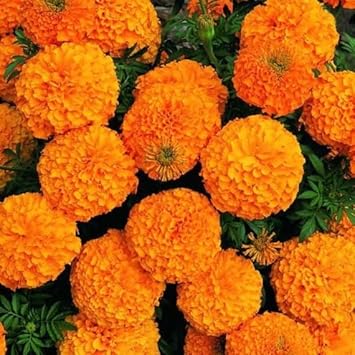 Flower Seeds, Seeds,Seeds For Planting,Plant Seeds