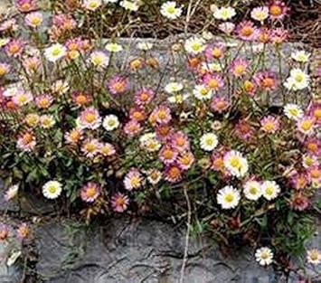 Mixed Karvinskianus Flower Seeds for Planting – Vibrant Daisy-Like Blooms