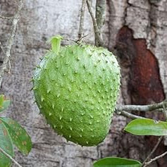 Fruit Seeds,Garden seeds, Seeds For Planting,Plant Seeds