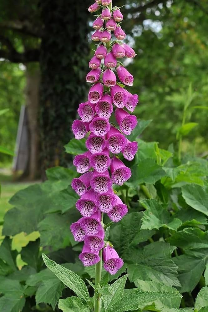 Pink Climbing Foxglove Flower Seeds for Planting – Heirloom, Non-GMO, Easy to Grow, Organic Garden Seeds