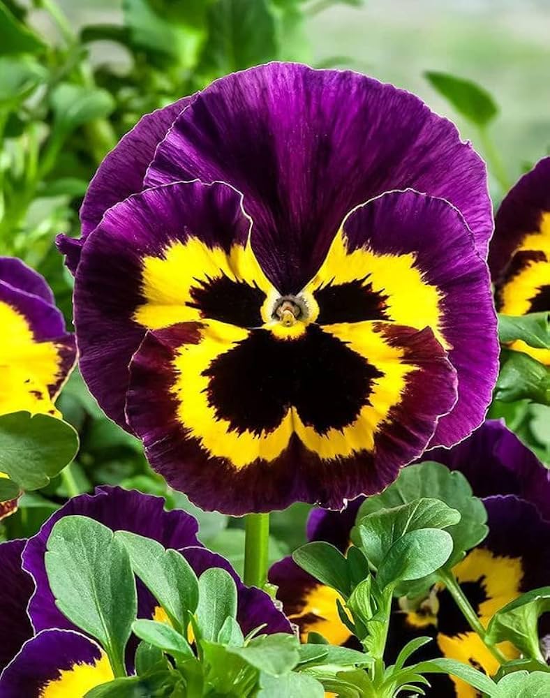 Purple Yellow Pansy Flower Seeds for Planting – Heirloom Non-GMO High Germination Organic Garden Seeds