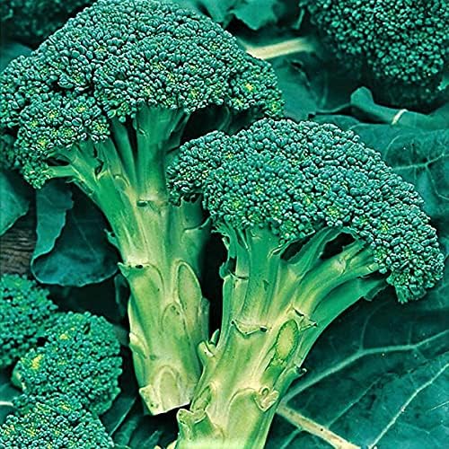 Calabrese Broccoli Seeds for Planting – Heirloom, Non-GMO Green Sprouting Broccoli for Home Garden & Organic Growing