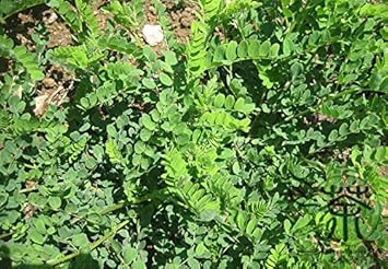 Herb Seeds,Garden seeds, Seeds For Planting,Plant Seeds