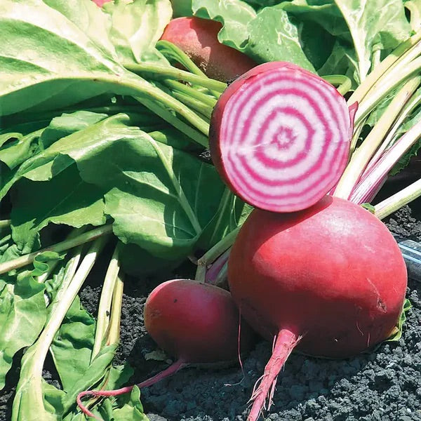 Red Chioggia Beet Seeds for Planting – Heirloom Non-GMO Sweet Striped Root Vegetable Seeds with High Germination