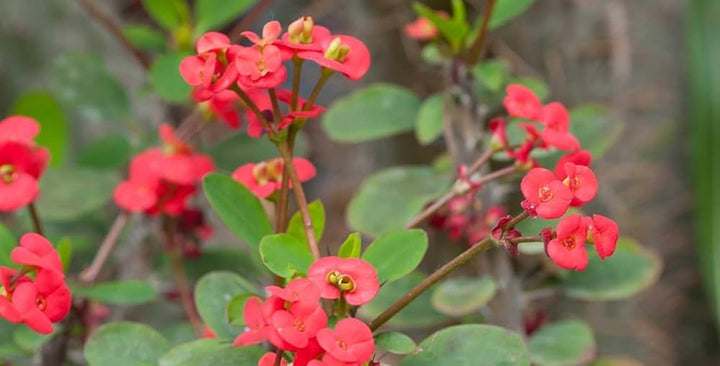 Red Succulent Flower Seeds for Planting – Easy to Grow, Heirloom & Non-GMO Seeds for Home Garden