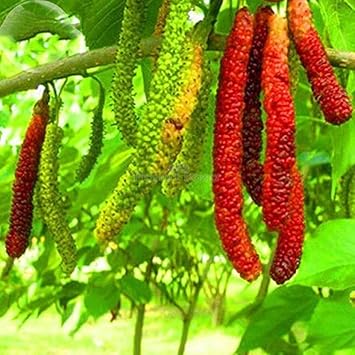 Fruit Seeds,Garden seeds, Seeds For Planting,Plant Seeds