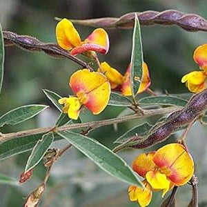 Vegetable Seeds,Garden seeds, Seeds For Planting,Plant Seeds