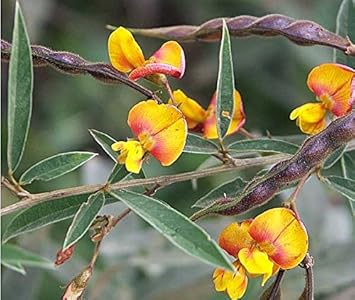 Vegetable Seeds,Garden seeds, Seeds For Planting,Plant Seeds