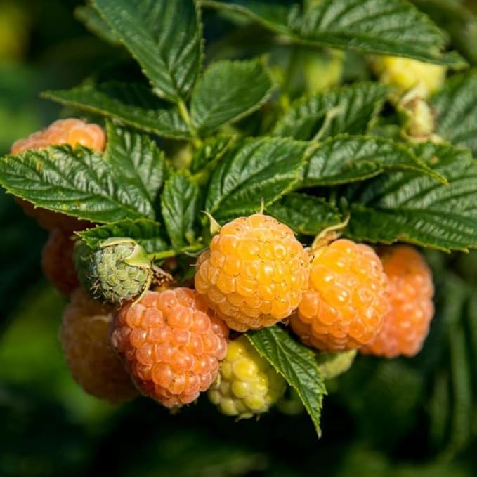 Gold Raspberry fruit seeds for planting – Heirloom & Non-GMO Garden seeds