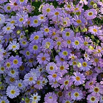 Blue Brachycome Flower Seeds for Planting – Heirloom, Non-GMO, Organic Garden Seeds, High Germination