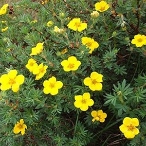 Flower Seeds, Seeds,Seeds For Planting,Plant Seeds