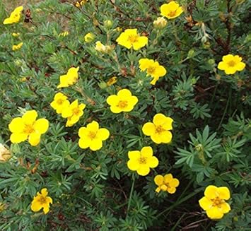 Flower Seeds, Seeds,Seeds For Planting,Plant Seeds
