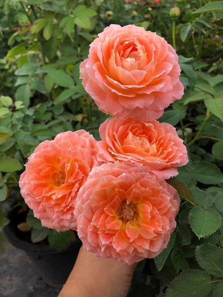 Flower Seeds, Seeds,Seeds For Planting,Plant Seeds