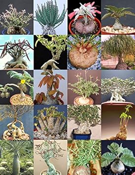 Flower Seeds, Seeds,Seeds For Planting,Plant Seeds