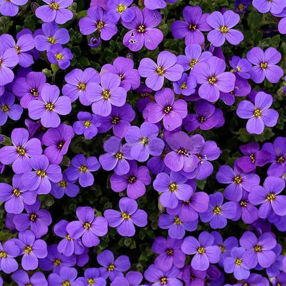 Flower Seeds, Seeds,Seeds For Planting,Plant Seeds