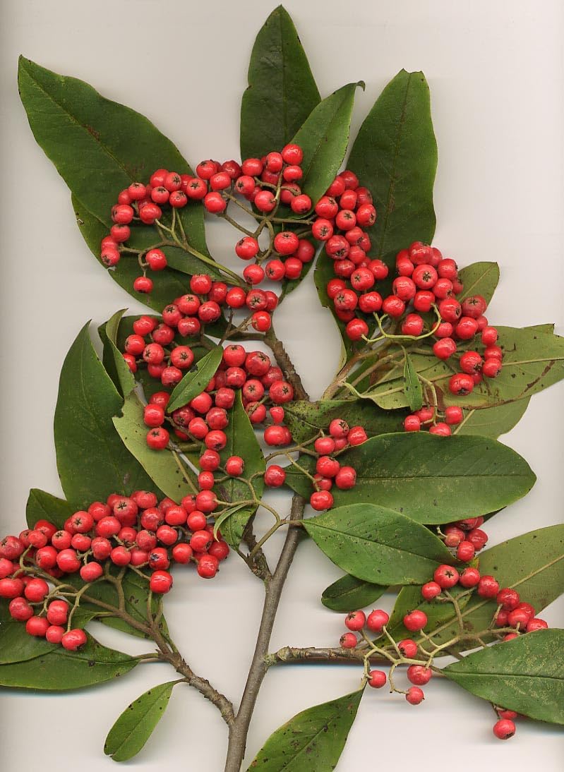 Fruit Seeds,Garden seeds, Seeds For Planting,Plant Seeds