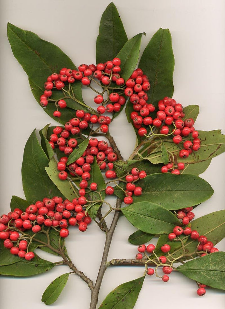 Fruit Seeds,Garden seeds, Seeds For Planting,Plant Seeds