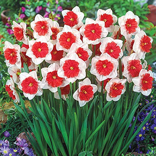 White Red Double Daffodil Flower Seeds for Planting – Heirloom, Non-GMO, High Germination Seeds