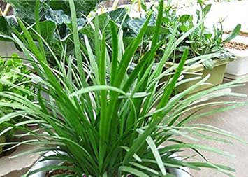 Vegetable Seeds,Garden seeds, Seeds For Planting,Plant Seeds