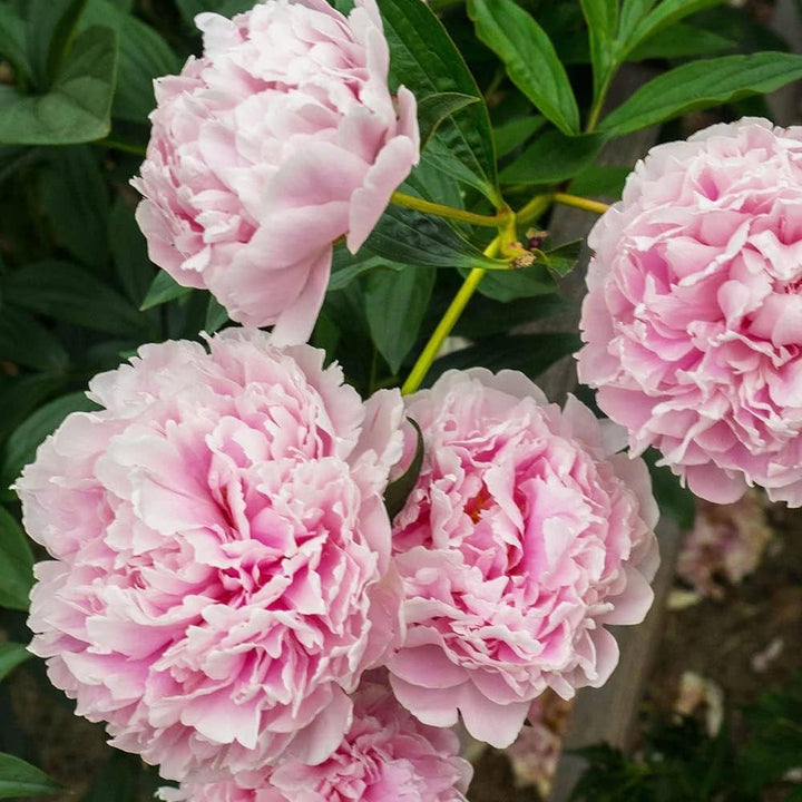 Pink Paeonia Flower Seeds for Planting – Heirloom Non-GMO, High Germination Organic Garden Seeds