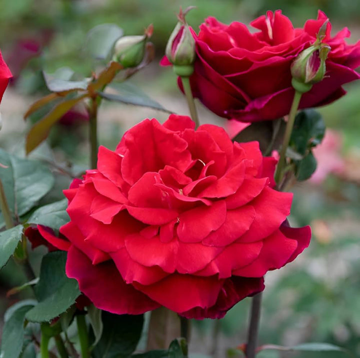 Hybrid Tea Rose Flower Seeds for Planting – Heirloom, Non-GMO, High Germination