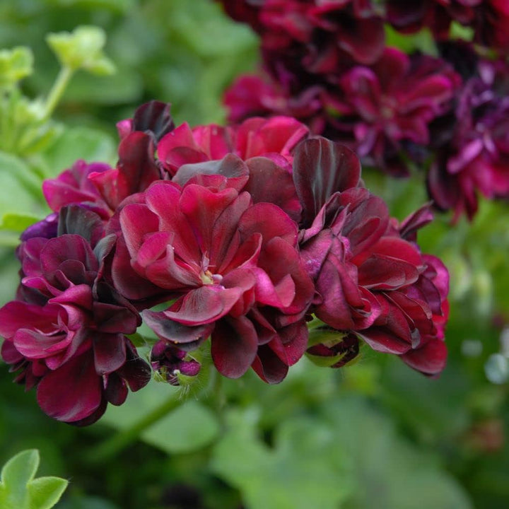 Flower Seeds, Seeds,Seeds For Planting,Plant Seeds