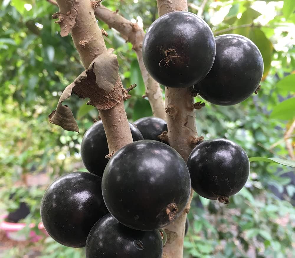 Fruit Seeds,Garden seeds, Seeds For Planting,Plant Seeds