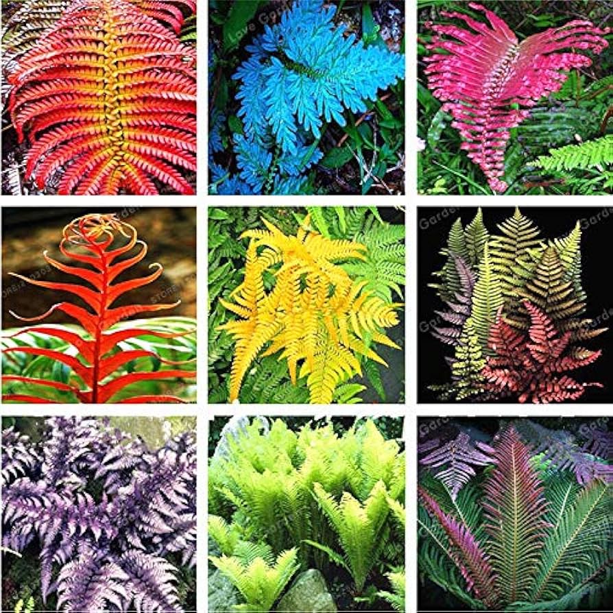 Mixed Color Fern Seeds for Planting – Premium Quality Heirloom Non-GMO High Germination Seeds