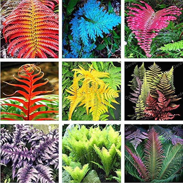 Mixed Color Fern Seeds for Planting – Premium Quality Heirloom Non-GMO High Germination Seeds