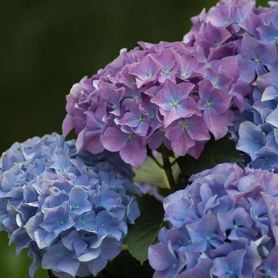 Blue Purple Hydrangea Flower Seeds for Planting – Heirloom, Non-GMO, High Germination Organic Garden Seeds