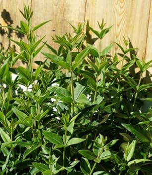 Green Rubia Tinctorum Flower Seeds for Planting – Garden Favorite, Heirloom, Non-GMO, High Germination Organic Seeds