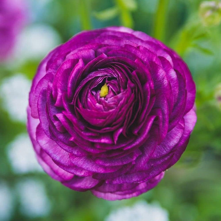 Violet Ranunculus Flower Seeds for Planting – Heirloom, Non-GMO, High Germination, Organic Garden Seeds